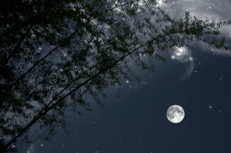 Bamboo trees with bright sky in winter nightの写真素材