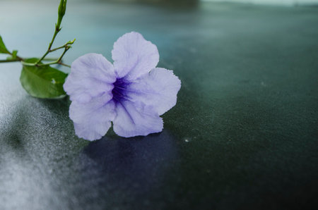 Violet flower and leaves of minnieroot tree in lightの写真素材