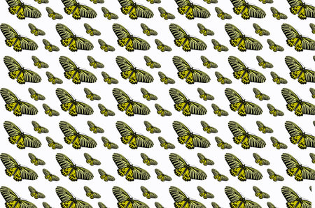 Beautiful golden birdwing butterfly pattern on white backgroundの写真素材