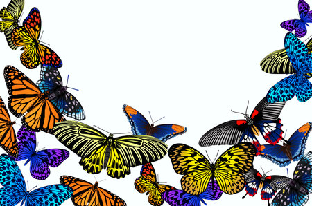 Beautiful flying butterflies on white backgroundの写真素材