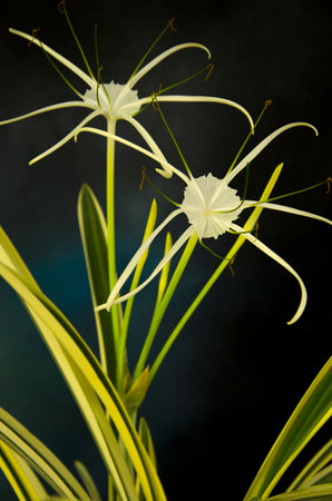 Beautiful white flowers of spider lily on art backgroundの写真素材