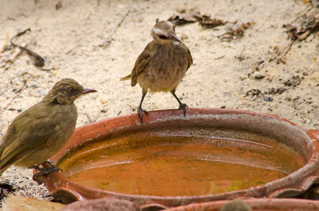 Couple bulbuls on brown tray with clear waterの写真素材