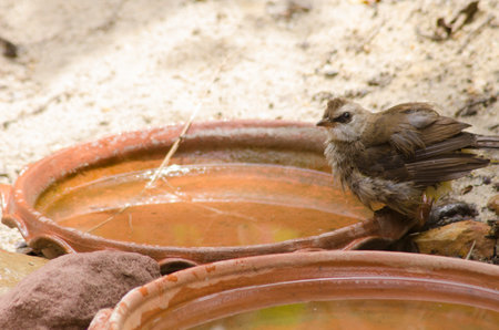 Yellow-vented bulbul with clear water in the jarの写真素材