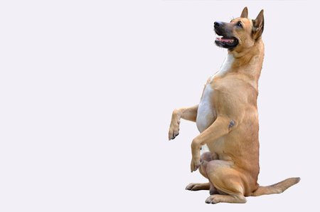 Smart sitting of brown Thai breed dog on white backgroundの写真素材