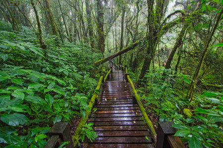 Wet nature trail in shrubs and trees in rainforest in Thailand