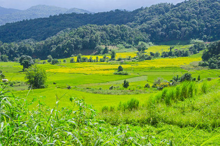 Beautiful green and yellow rice field in the valleyの写真素材