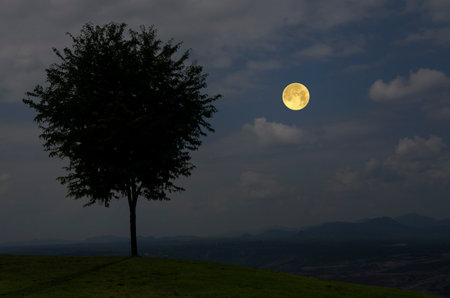 Lonely tree on green hill in beautiful full moon nightの写真素材