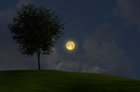 Black tree on the hill with beautiful full moon in blue sky