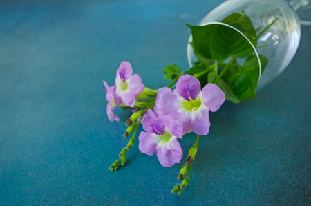 Flat lay image of brazilian snapdragon vase on blue floorの写真素材