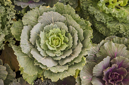Top view of beautiful long live cabbage leaves