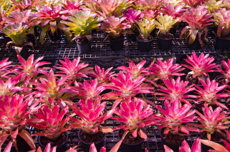 Beautiful bromeliads in black pots on grids in lightの写真素材