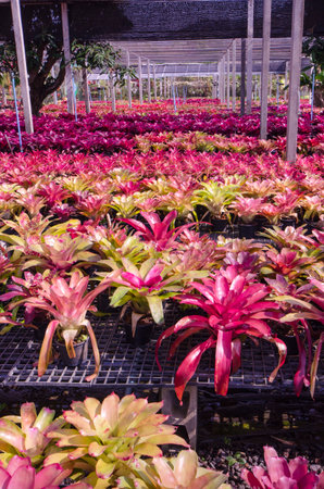 Beautiful colors of promeliad leaves in green houseの写真素材