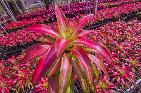 Beautiful leaves of colored promeliads in sunlightの写真素材