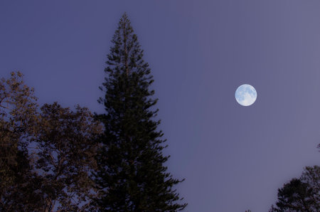 High conifer tree in full moon night in summer