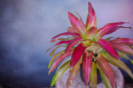 beautiful red leaves of promeliad on art backgroundの写真素材