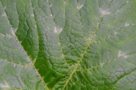 Detail green pattern of  pumpkin leaf texture