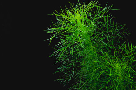 Fresh green leaves of asparagus on black backgroundの写真素材