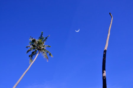 High palm tops in sunlight with wanning moon on blue sky backgroundの写真素材