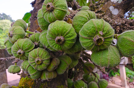 Wonderful fruits of Siam figs on the trunks