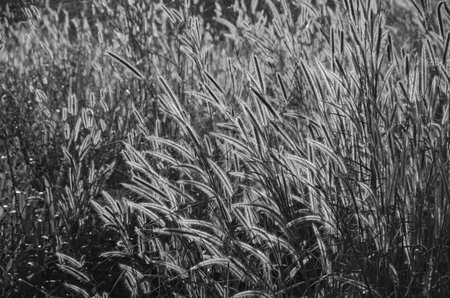 Black and white image of grass flowers in lightの写真素材