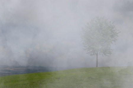White thick fog cover green hill and tree in the morningの写真素材