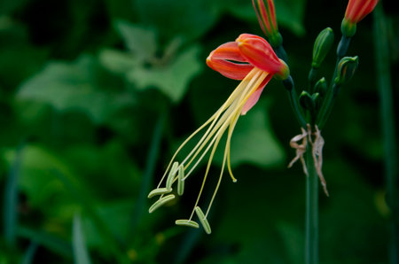 Pollen details of queen lily flower on green nature backgroundの写真素材