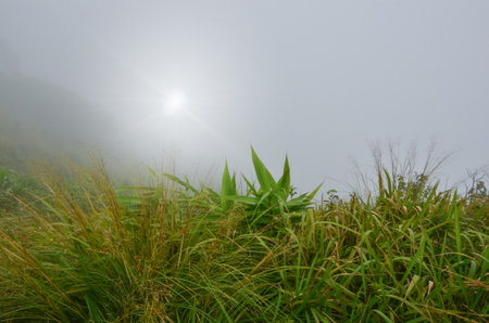 Grass field on the mountain in morning fogの写真素材
