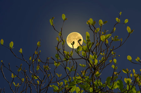 Beautiful supper full moon and new leaves of tree in the night