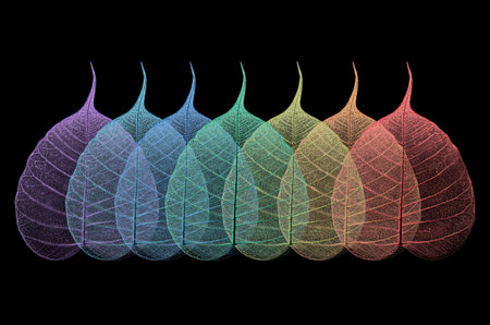 Beautiful rainbow pattern of Bodhi vein leaves