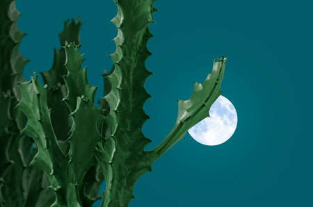Malayan spurge tree with white full moon in winterの写真素材