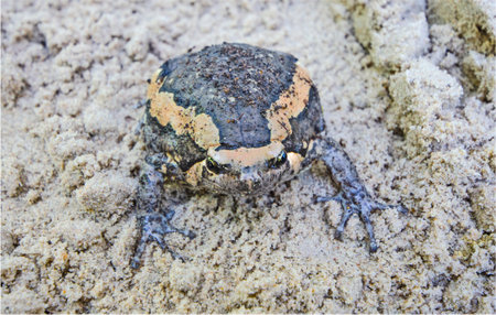 Wonderful harmonious bullfrog in wet sandの写真素材