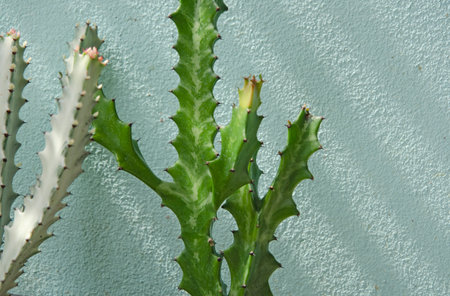 Green and white trunks of  Malayan spurge treesの写真素材