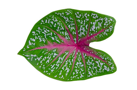 Red lines and white spots on caladuim bicolor leaf