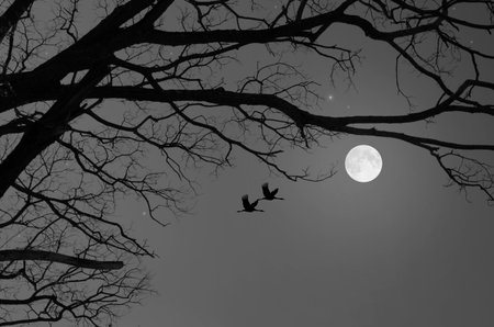 Black and white image of full moon and bared branches in winter