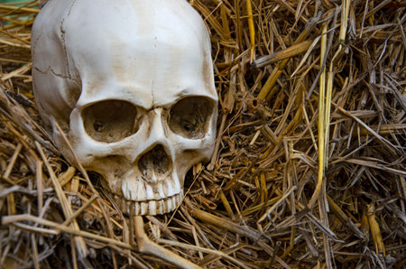 Scared white skull on old brown straw floorの写真素材