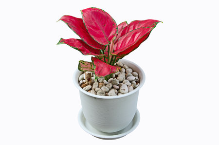 Beautiful red leaves of Algaonema with rocks in ceramic potの写真素材