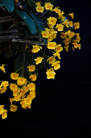 Beautiful yellow flowers of Dendrobium lindleyi steud on black backgroundの写真素材