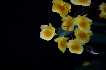 Yellow flowers of orchid on black backgroundの写真素材