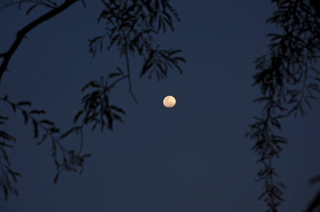 Hanging branches with leaves and wanning moon in the sky