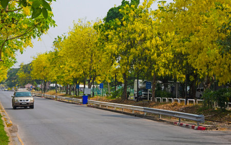 Nakornratchasima, Thailand, April 14, 2022 : Beautiful golden shower trees on two sides of road in the summer of Thailandの写真素材
