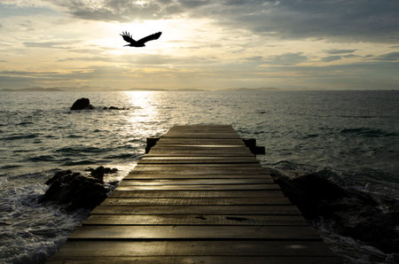 Flying halk over the bridge in morning sea