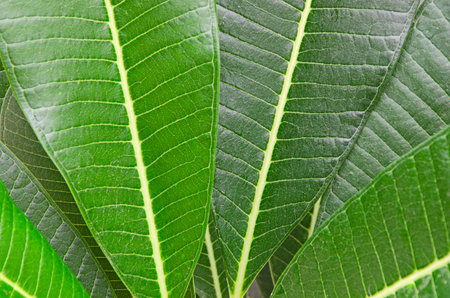 Pattern details of midrib and veins and lamina of green frangipani leavesの写真素材