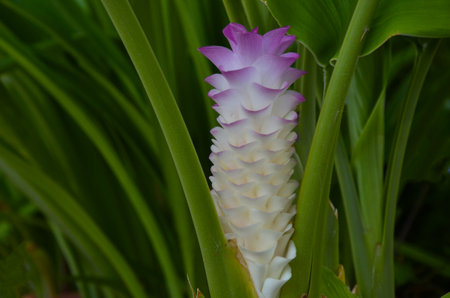 Beautifu pink and white peatals siam tulip flower in green leaves and branches