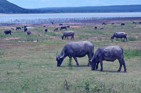 Herd of water buffaloes graze short green grass on ground near lake in dry seasonの写真素材