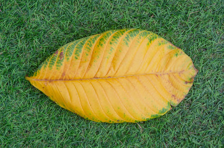 Top view of beautiful old yellow leaf fall on green artificial floor