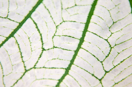 Pattern details of wonderful green veins on white leaf texture of calidiumの写真素材