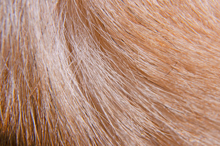 Pattern details of lines of brown with white dog fur close up in light