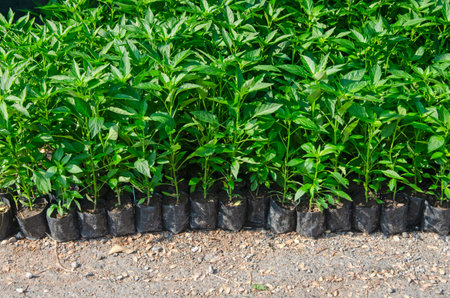 Fresh green chili sprouts in black bags in sunlight for sale in plant market in Thailandの写真素材