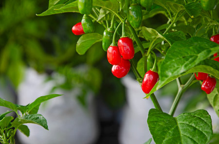 Vibrant red and green fruit of chili with green leaves on tree with blurry blackground