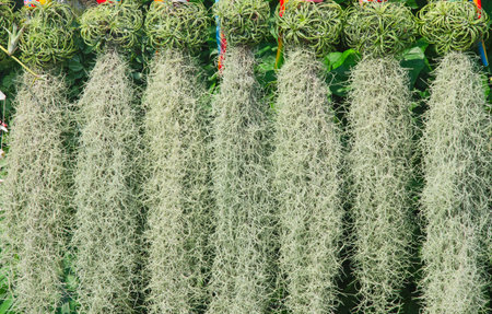 Beautiful hanging tillandsia ball and long spanish moss in gardenの写真素材